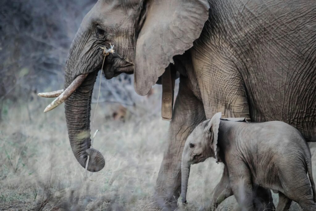 ADDO ELEPHANT PARK SAFARI
