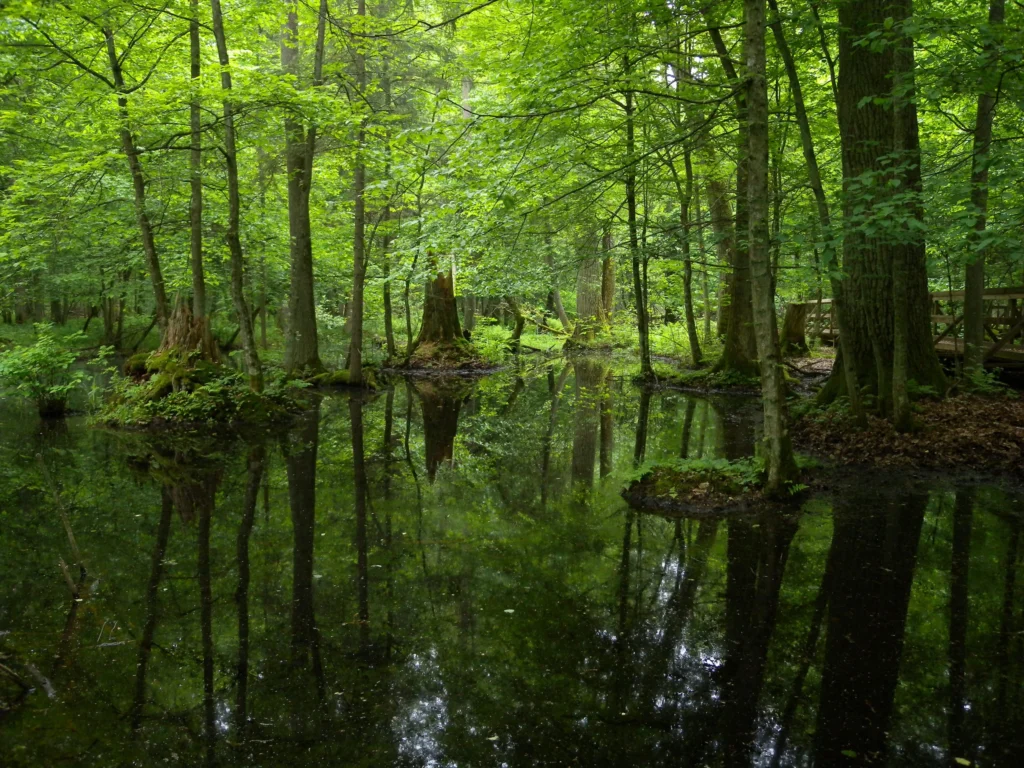 FRANK VASSEN-Białowieża National Park, Poland-FLICKR