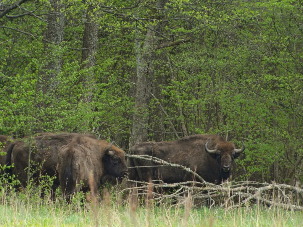 Frank Vassen-EUROPEAN WILD BISON - FLICKR