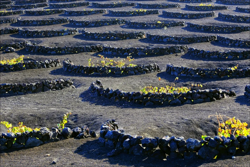 La Geria’s unique volcanic vineyards
Photo: Rupert Ganzer || Flickr