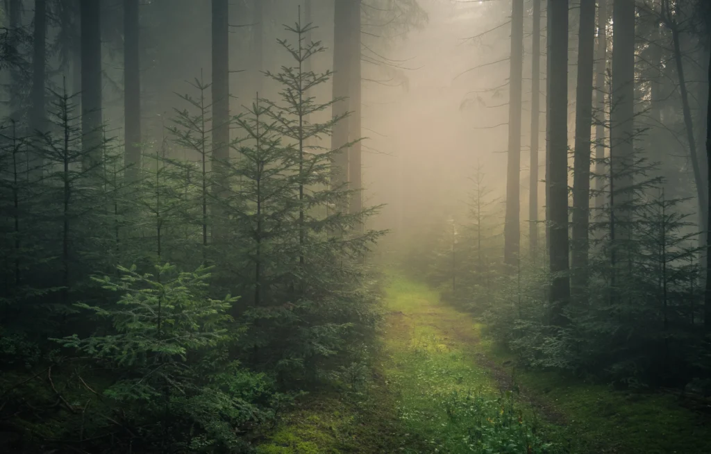 The Black Forest- germany