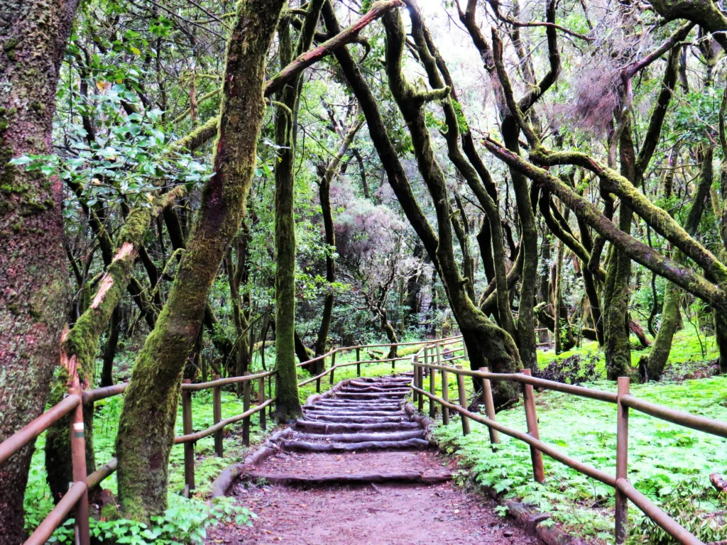 Garajonay National Park in La Gomera
Photo: Mark Gregory || Flickr