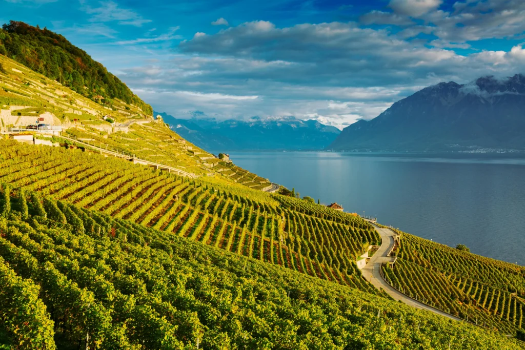 Lavaux vineyards - Lausanne