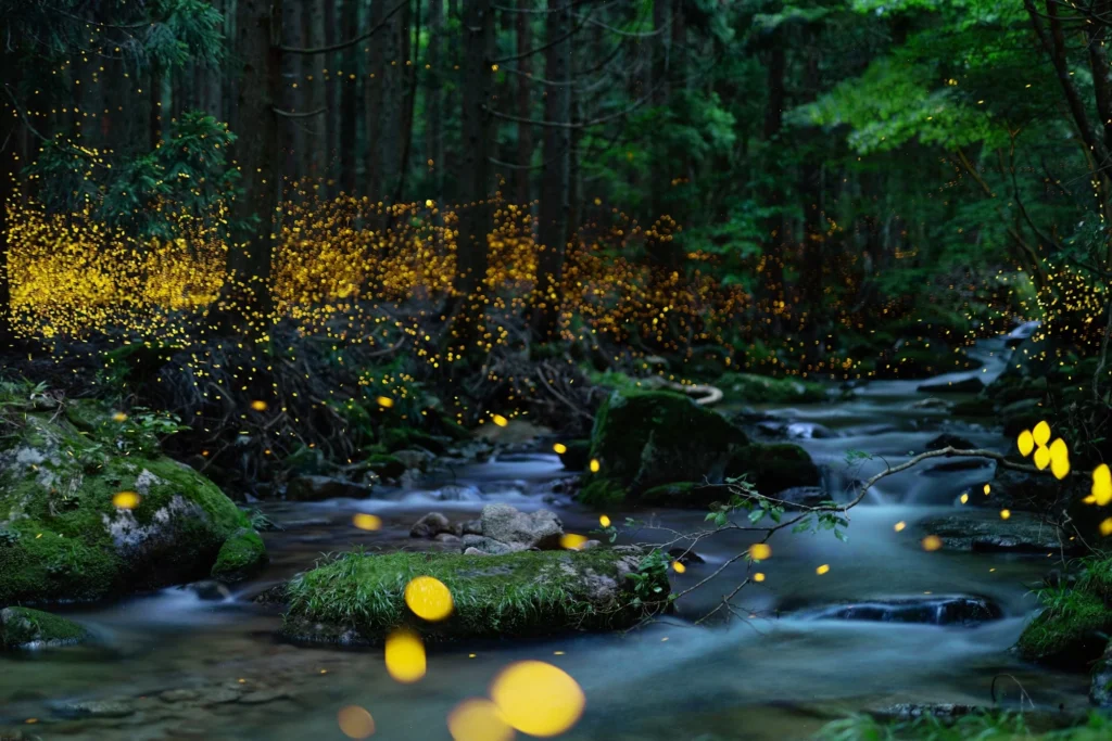 NIGHT WALKS IN AMAZON RIVER RAINFORESTS