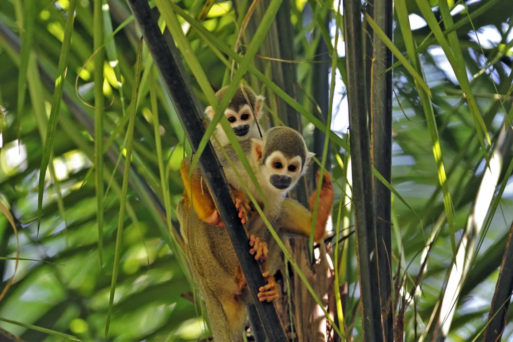 SQUIRREL MONKEYS OF AMAZON RAINFOREST