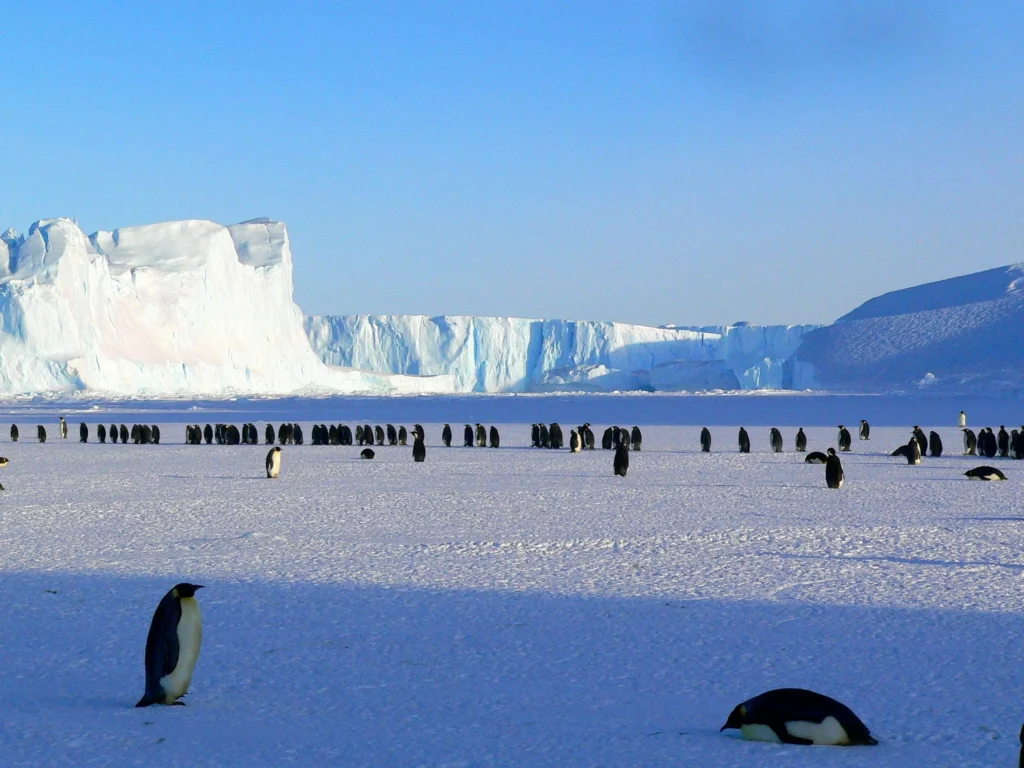 WALK WITH PENGUINES IN ANTARCTICA