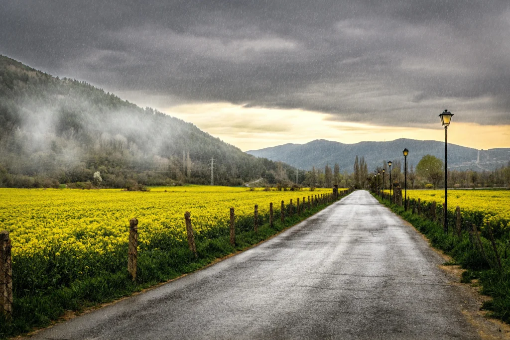 canola fields - canada rail