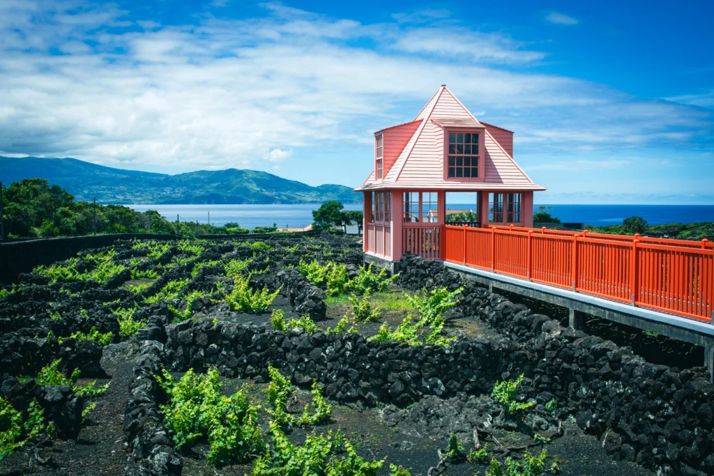 pexels-regimantas-danys-VINEYARD OF PICO ISLAND IN AZORE, PORTUGAL