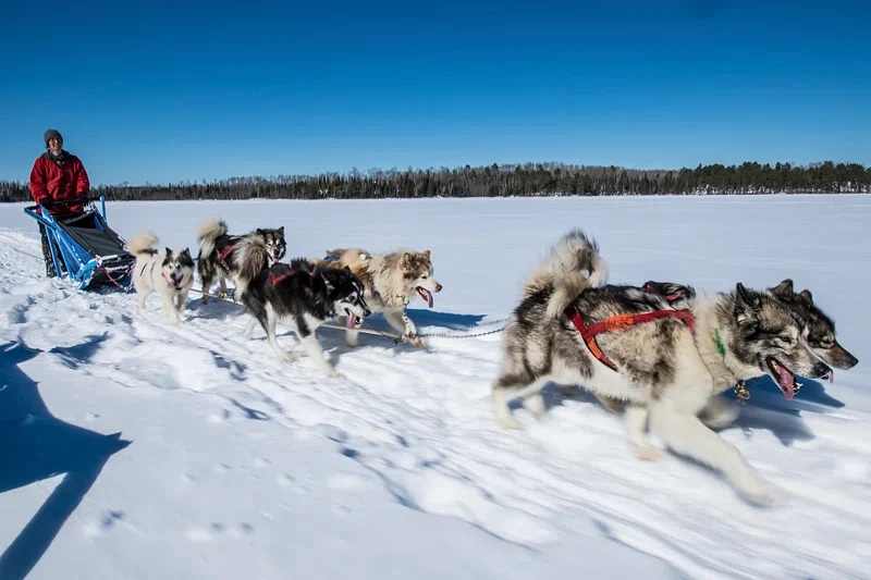 Sled-dog race- northern lights tour