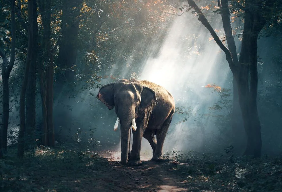 Jagannath as an elephant