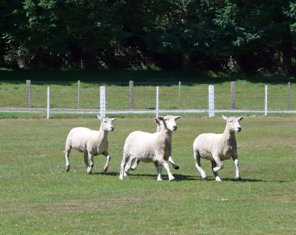 Agrodome Farm Show, New Zealand