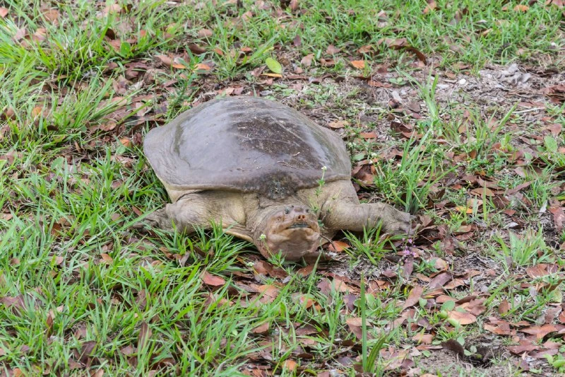 Everglades Park