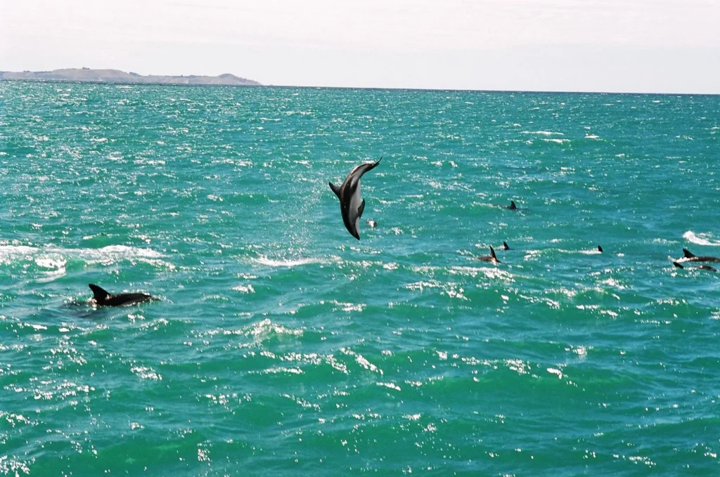 Kaikoura, New Zealand