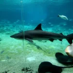 shark stingray fight