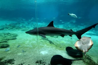 shark stingray fight