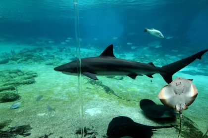 shark stingray fight