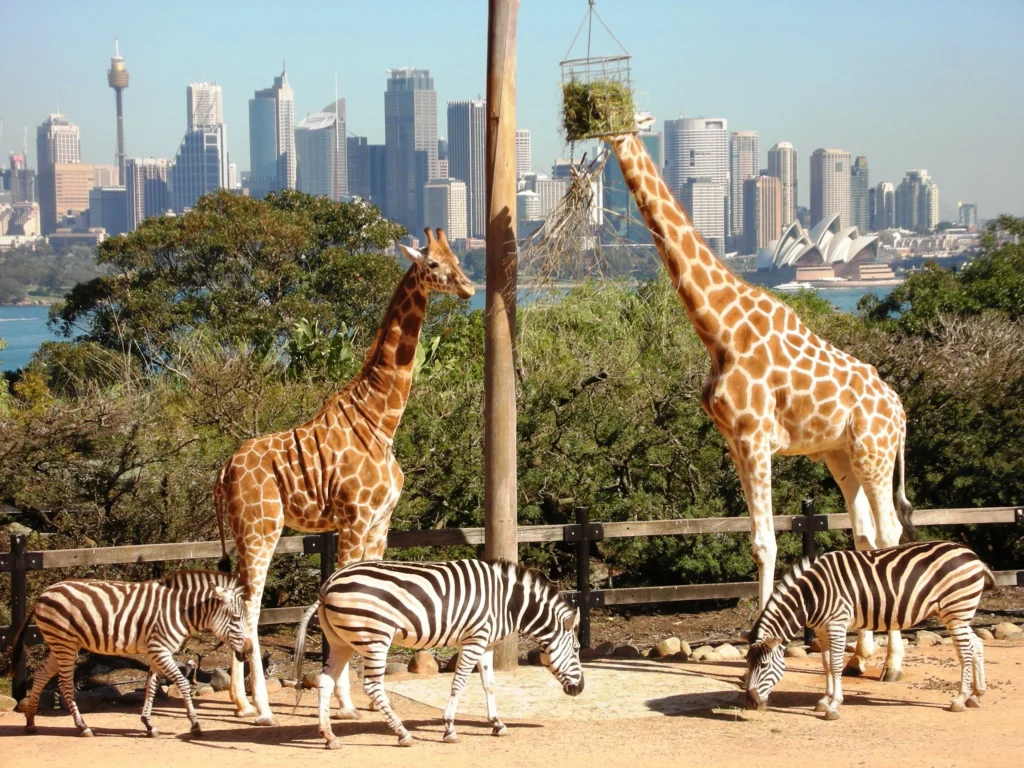 Taronga Zoo, Sydney