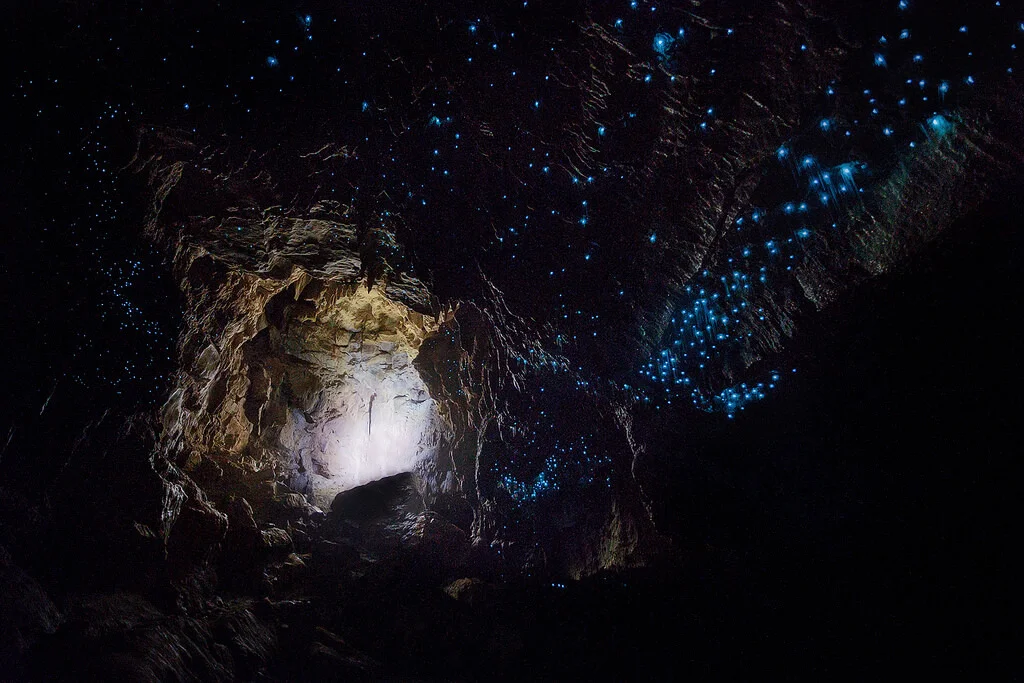 Waitomo Glowworm Caves, New Zealand