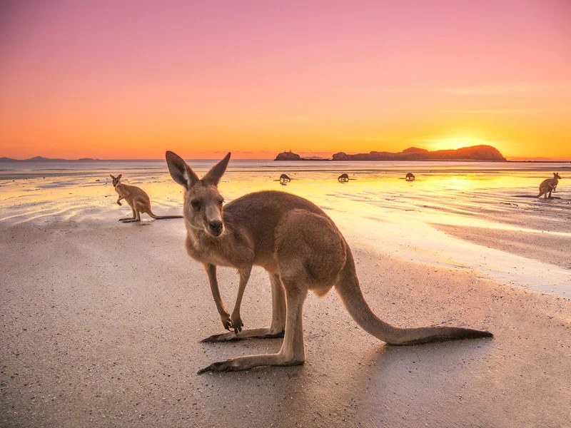 Kangaro Island, Australia