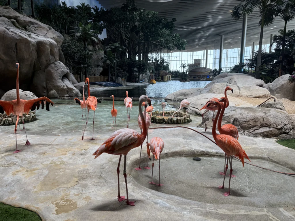 Flamingo zone