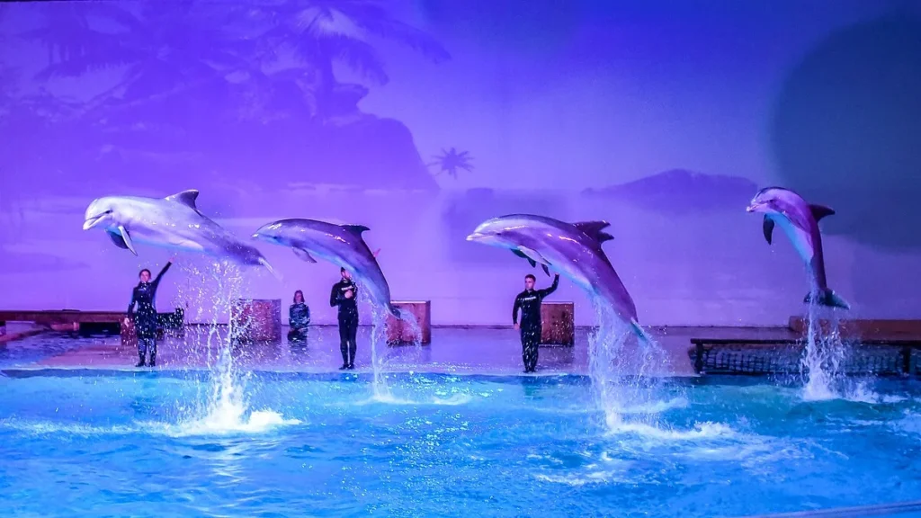 Dolphin show