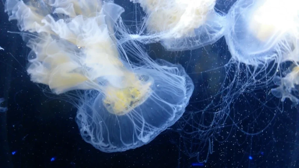 Bioluminiscent jelly fish