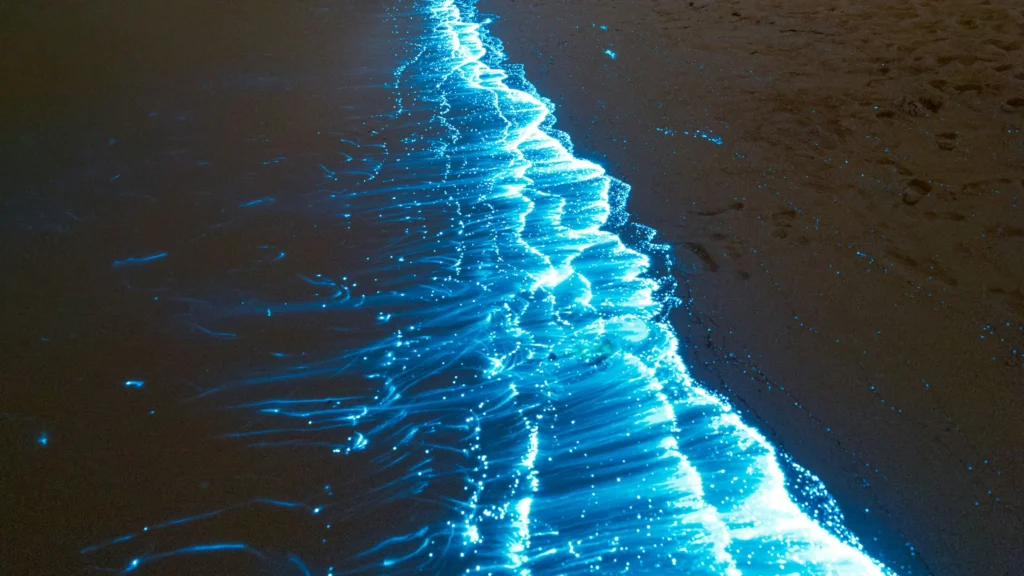Bioluminiscent Beach, Tulum
