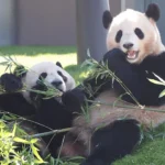 Japan bids farewell to giant pandas