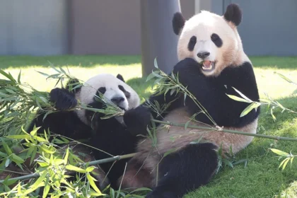Japan bids farewell to giant pandas