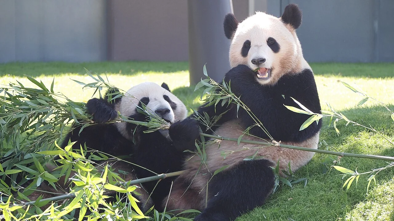 Japan bids farewell to giant pandas