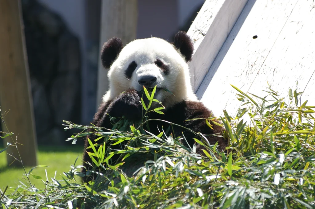 Giant Panda Japan