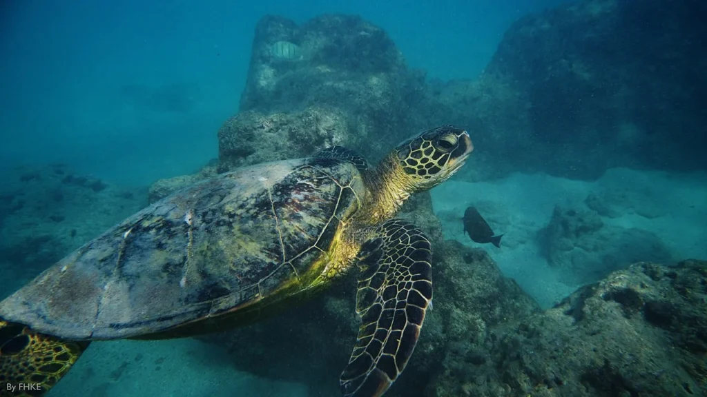  Sea Turtle, Hanauma Bay