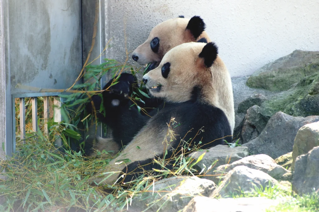 Japan bids farewell to Giant pandas