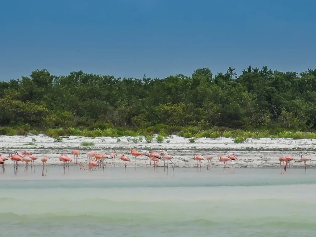 Flamingos in Isla Holbox, Mexico

best beach destinations in the world